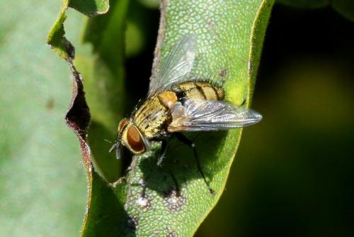 Réf. 291 561 : Senometopia sp.